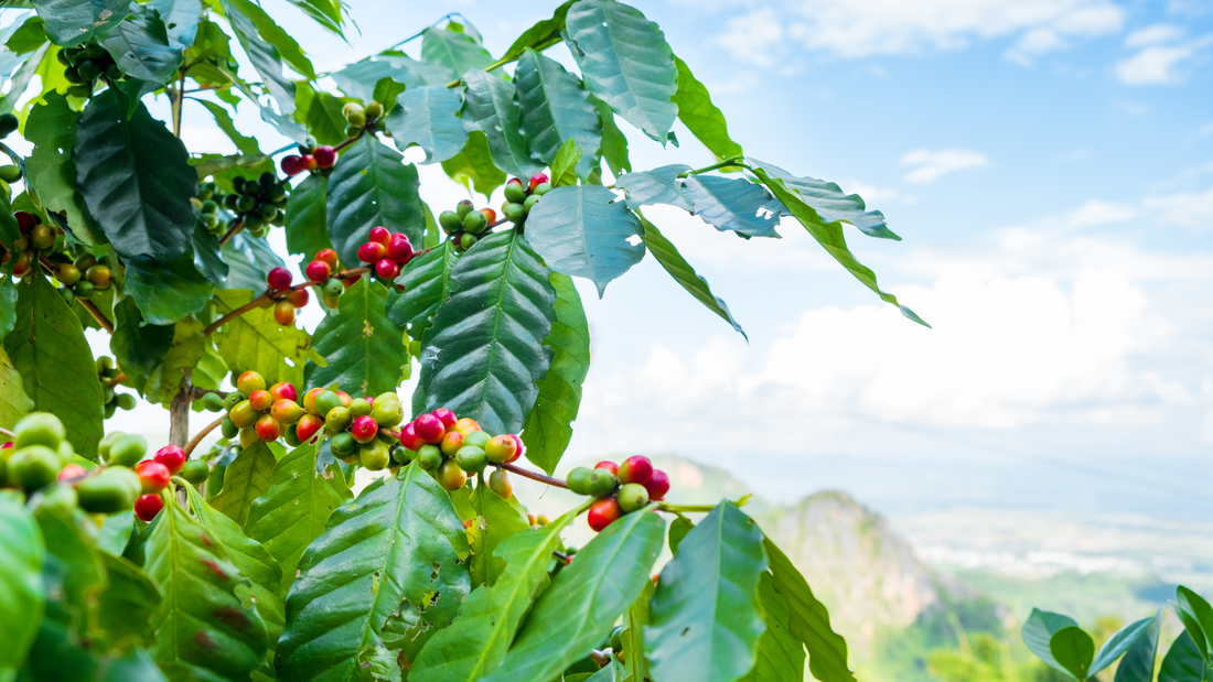 Coffee plant with red and green fruit, cloudy blue sky in the background.